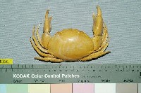 藏品(隆背瓢蟹)的圖片